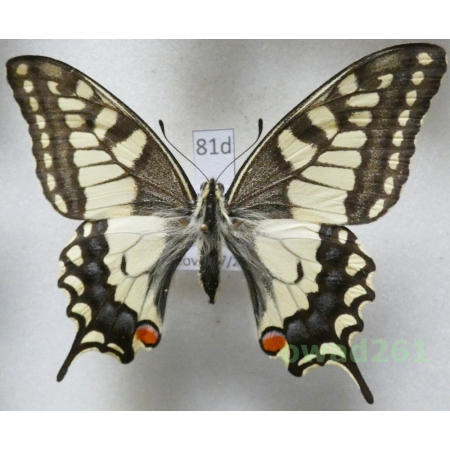 Papilio machaon Linnaeus, 1758 Czech 63mm81d